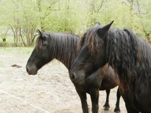 photo de Le Galop du Haut Couserans