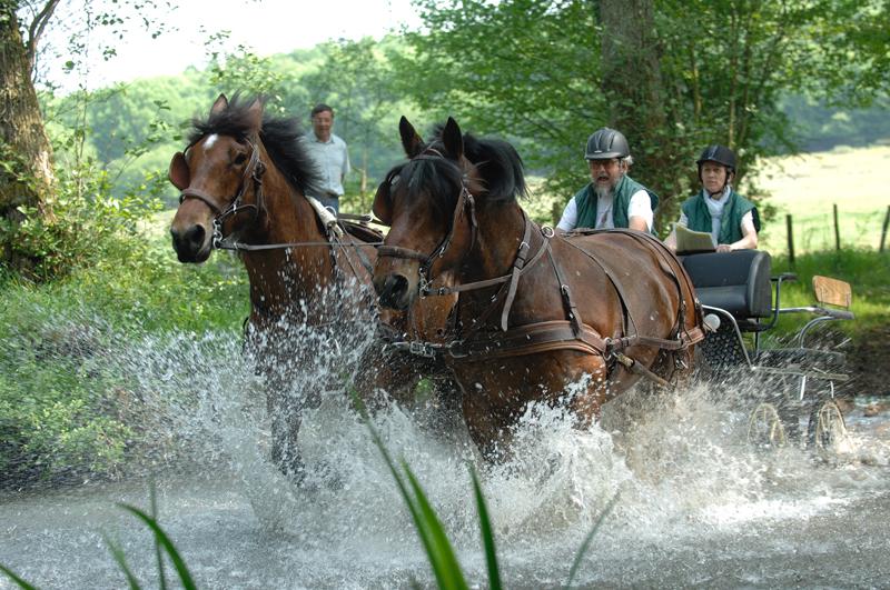 photo de Meneurs et Cavaliers Occitans