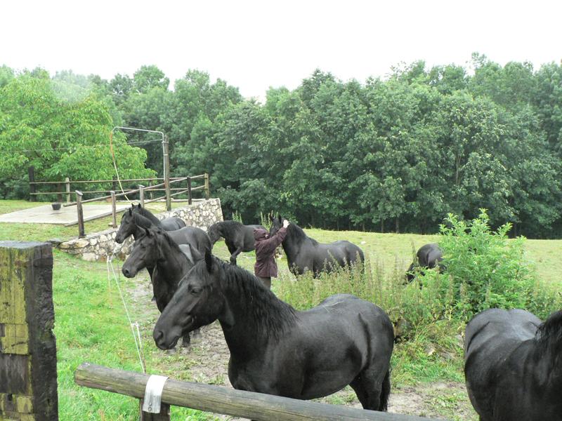 photo de Gîtes et Chambres d’hôtes Haras Picard du Sant