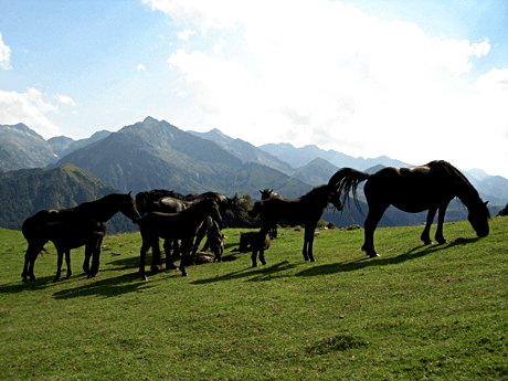 photo de Ferme Équestre La Souleille